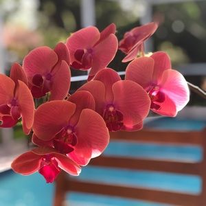 Meet your Posher, Viviana